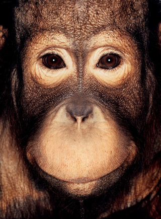 Illustration for article titled Primate portraits invite you to see apes as individuals